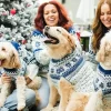 Top Christmas Jumpers for dogs 2024